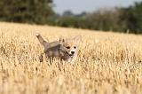 CORGI PEMBROKE 091